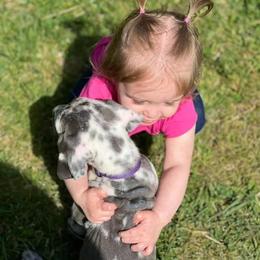 Great Dane Puppies from Sand Mountain Danes LLC