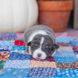 Clove - Blue female Pembroke Welsh Corgi puppy in Bedford, Indiana from Sunny Acres Corgis