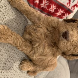Goldendoodle and Labradoodle Puppies from Jessica Henry