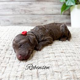 Robinson - Chocolate female Goldendoodle puppy in from Pink Poodles and Doodles