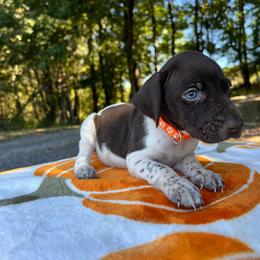 Pocahontas - Liver and white female German Shorthaired Pointer puppy in Dugspur, Virginia from Pilgrims Trails Shorthairs