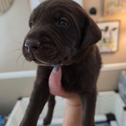 Hocus - Chocolate male Labrador Retriever puppy in Bartlett, Tennessee from Red Hearts Labradors