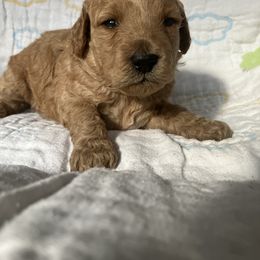 Goldendoodle Puppies from Cassie Farms