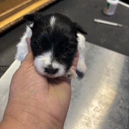 Cassie - Parti female Miniature Schnauzer puppy in Lynchburg, Missouri from Copper Rose Farm
