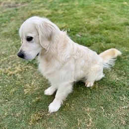 Quigley - Golden Retriever