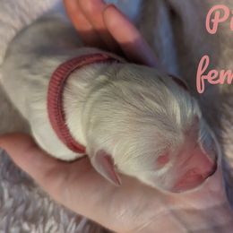 Golden Retriever Puppies from Heckmans English Cream Golden Retrievers