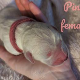 Golden Retriever Puppies from Heckmans English Cream Golden Retrievers