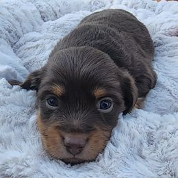 Dachshunds from Dulcedoxies