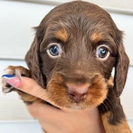 Freya - Chocolate and tan female Dachshund puppy in Highland, California from BAES Teufelshunde