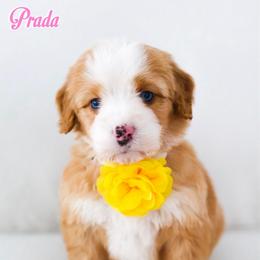 Prada - Brown and white female Bernedoodle puppy in Diamond Bar, California from Furrytaildoodles