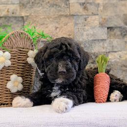 Vela - Brown female Lagotto Romagnolo puppy in West Jordan, Utah from Salt Lake Lagotto