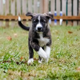 Mavuika - Brindle female Border Collie puppy in Paola, Kansas from New Dawn Border Collies