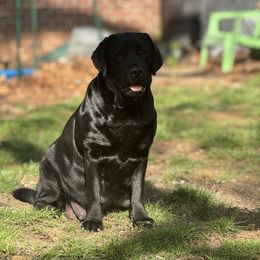 Maple - Labrador Retriever