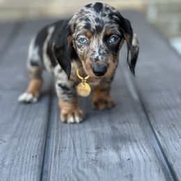 Dachshund Puppies from Dachshund Delight
