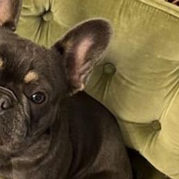 French Bulldogs from Dama Hill Frenchies