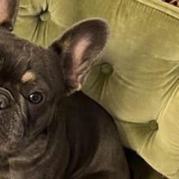 French Bulldogs from Dama Hill Frenchies