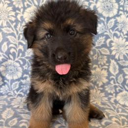 Jolt - Black and red male German Shepherd puppy in Coplay, Pennsylvania from By My Side Germans Shepherds & Dobermans