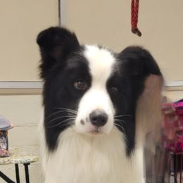 Whisky - Border Collie