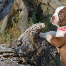 Boston Terriers from Rusty Pines Boston Terriers
