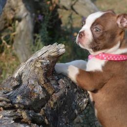 Boston Terriers from Rusty Pines Boston Terriers