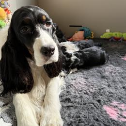 English Springer Spaniel Puppies from Everlark English Springer Spaniels