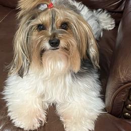 Molli - Biewer Terrier