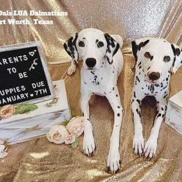 Dalmatian Puppies from Rainier DALS LUA Dalmatians
