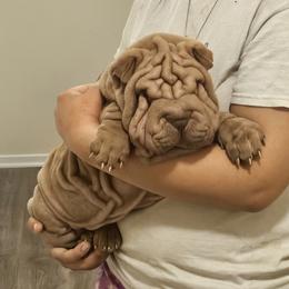 Rosco - Lilac dilute male Chinese Shar-Pei puppy in Bakersfield, California from Cashmerewrinkles