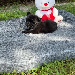 Onyx - Black and tan male Yorkshire Terrier puppy in Florida from Puppies Forever 💙❤️🐶