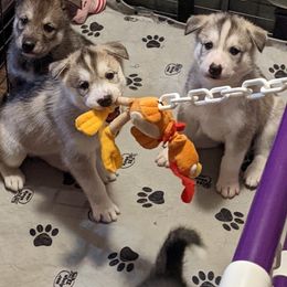 Siberian Husky Puppies from Yukikaze Siberians