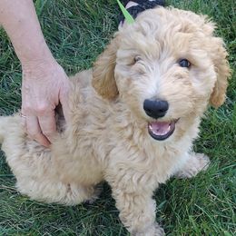 Blue Female - Cream female Goldendoodle puppy in Vernon, Vermont from Dynamic Doodles of Southern Vermont