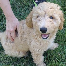 Blue Female - Cream female Goldendoodle puppy in Vernon, Vermont from Dynamic Doodles of Southern Vermont