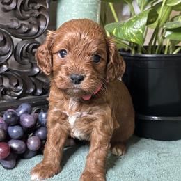 Grace - Red female Cavapoo puppy in Grove, Oklahoma from Rocky Oak Cavaliers & Biewer Terriers LLC