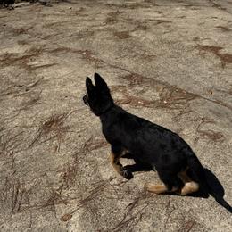 Red collar - Black and red female German Shepherd puppy in Atlanta, Texas from Riverfarm K-9s