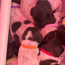 Wirehaired Pointing Griffons from Caitlin Stevens