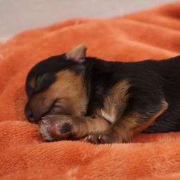 Zion - Black and tan male Yorkshire Terrier puppy in Greenwood, Wisconsin from Selah and Co.
