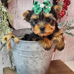 Holly - Blue and gold female Yorkshire Terrier puppy in Monticello, Iowa from Ashley’s Puppies