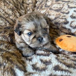Mocha - Brindle male Shih Tzu puppy in Jacksonville, Florida from Michi Shih-Tzu