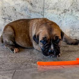 Orange Collar - Chestnut brindle male Cane Corso puppy in Catawba, North Carolina from Catawba Cane Corso