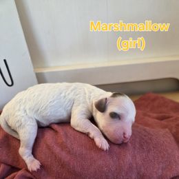 Marshmallow - Parti female Poodle puppy in Taylors, South Carolina from Sosebees toy & mini poodles