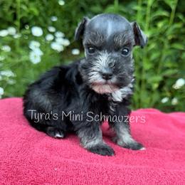 Boy 3 - Salt and pepper male Miniature Schnauzer puppy in Kentucky from Tyra's Mini Schnauzers