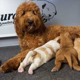 Goldendoodle Puppies from Texas Dapper Doodles