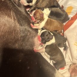 Girl 4 - Seal and white female Boston Terrier puppy in Sunnyside, Washington from Boston Terriers