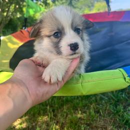 Naked - Red male Pembroke Welsh Corgi puppy in Pilot, Virginia from Katie's Corgis - VKM Farmstead