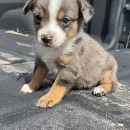 Australian Cattle Dog, Australian Shepherd, Companion Cross, and Miniature Australian Shepherd Puppies from MK Aussies