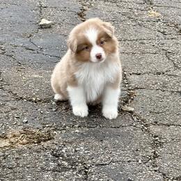 Cindy - Red merle female Miniature American Shepherd puppy in Kentucky from Kidd’s Miniature American Shepherds
