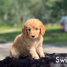 Swiss - Goldendoodle puppy in Lancaster, Minnesota from North Star Dog Training