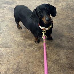 Taryn - Dachshund