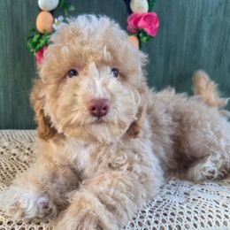 Girl 2 - Yellow and white Bernedoodle puppy in North Royalton, Ohio from Johnson's Doodles