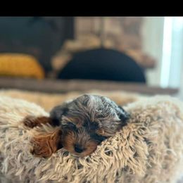 Aussiedoodle, Cockapoo, and Goldendoodle Puppies from Hilltop Doodles KY LLC